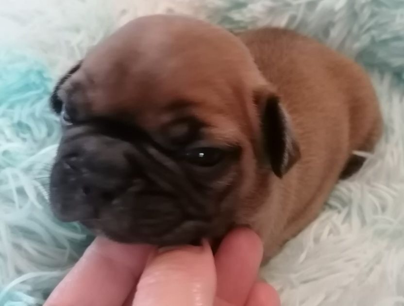 Bulldog FRANCÊS  Miniatura  Dourados PARA NATAL PREÇO SÓ HOJE