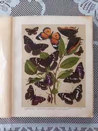 Chromolitografie motyle 53 sztuki XIX wiek