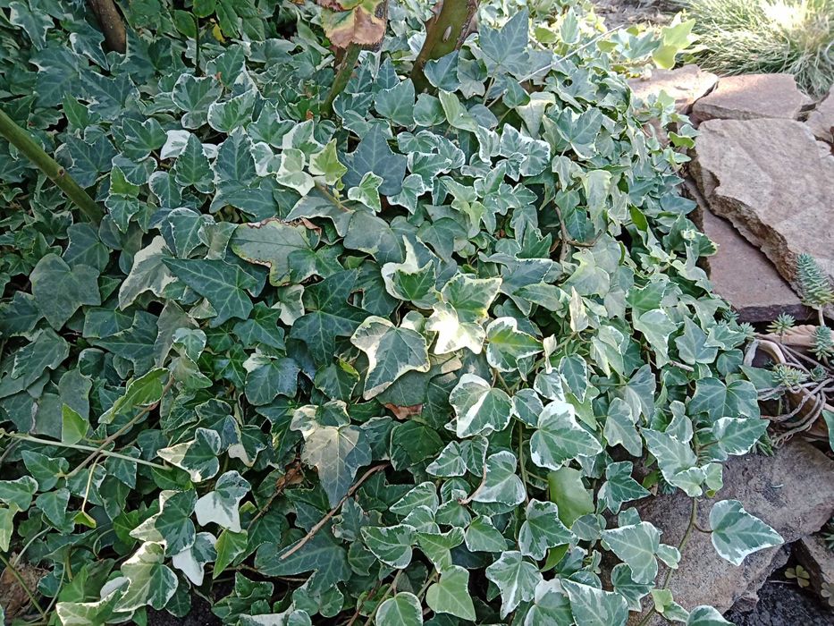 Плющ для сада ( пучок с корнями)