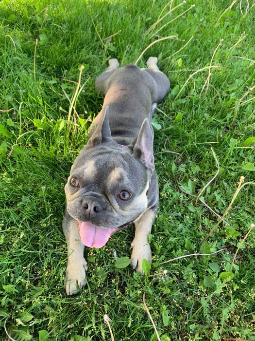 Вязка случка французский бульдог ищет невесту француз спаривание