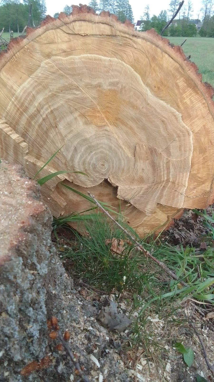Sprzedam Drzewo dąb
