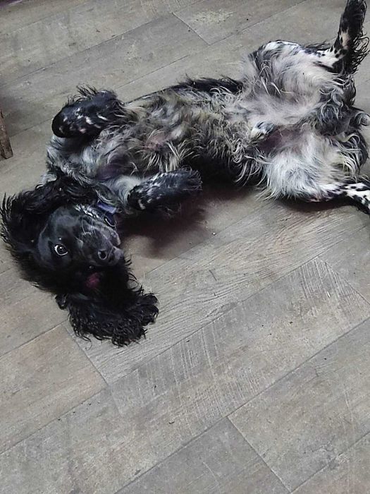 Спаніель РОС кобель з документами. В'язка