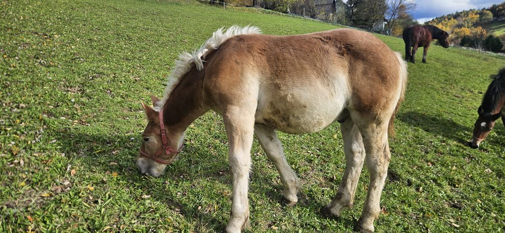 Ogierek Zimnokrwisty