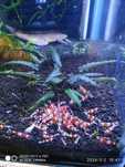 Urgente aquário, peixes, camarões, plantas, escumador
