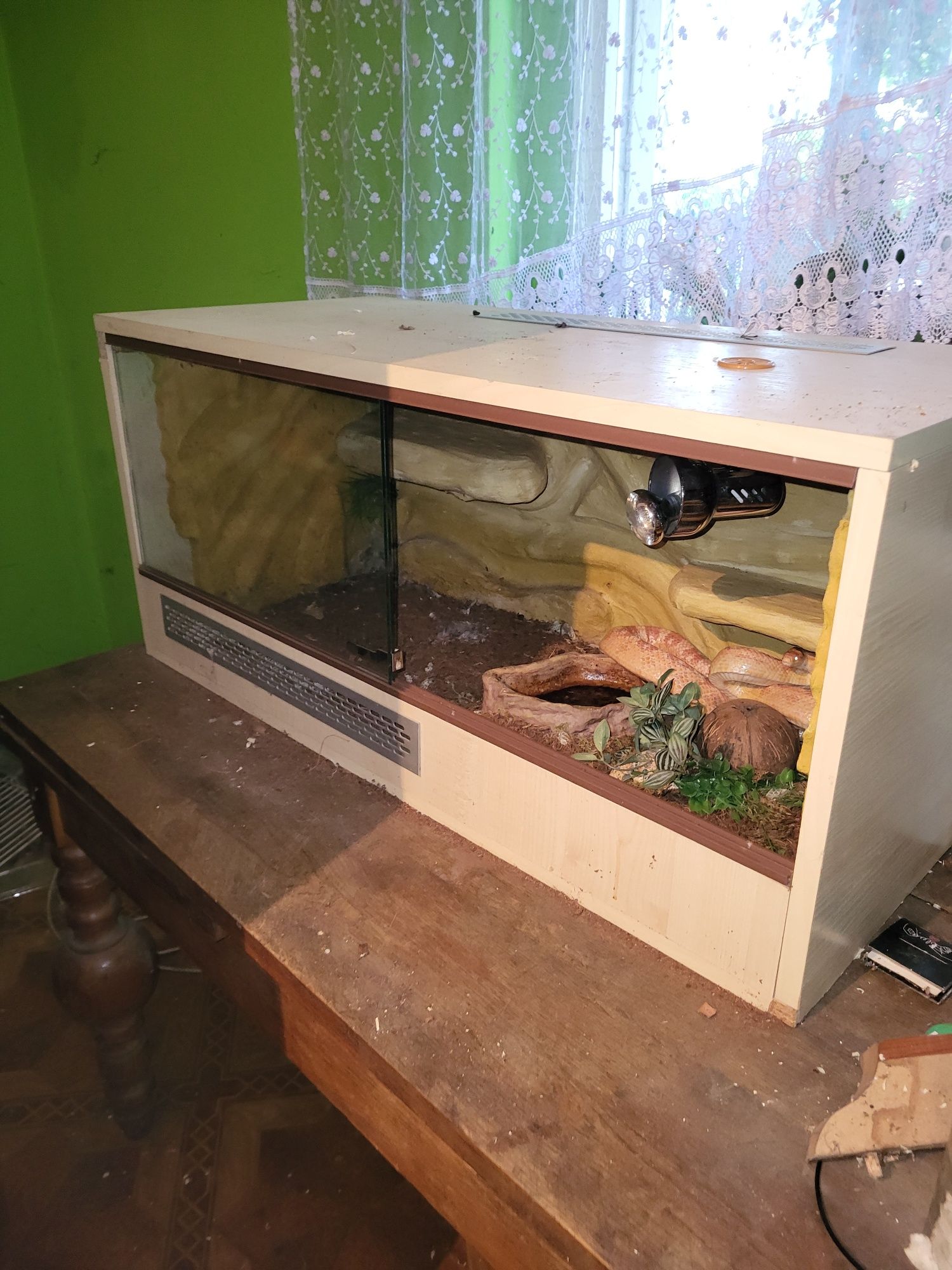 Terrarium z wężem zbożowym