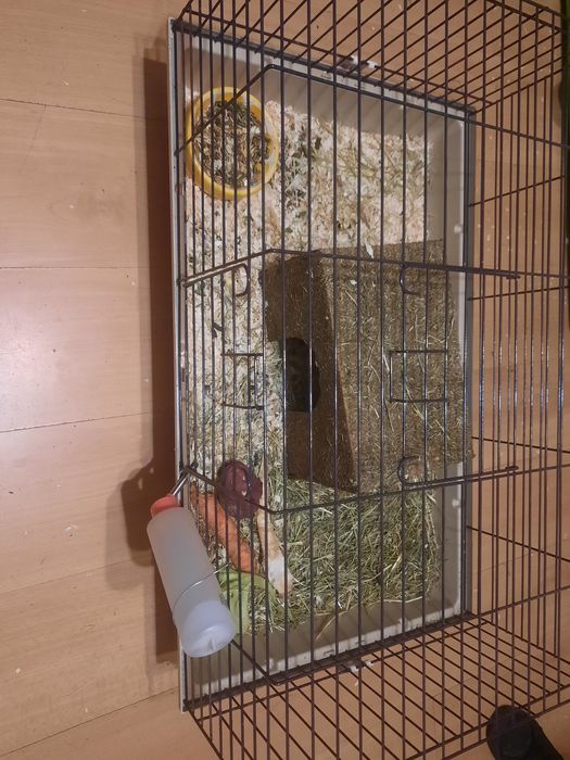 Świnki wraz z klatką