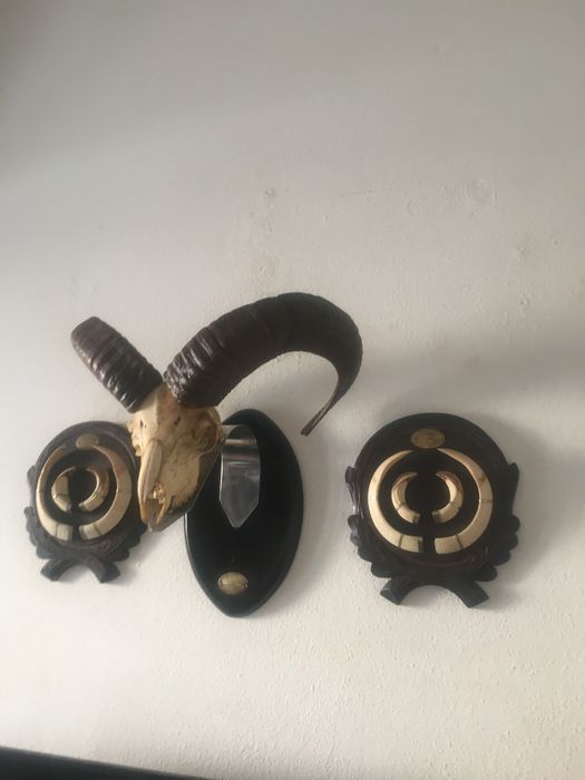 Crâneo de Muflão