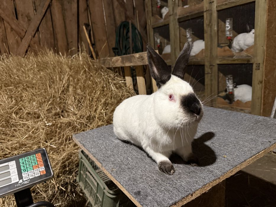 Królik kalifornijski czarny samiec