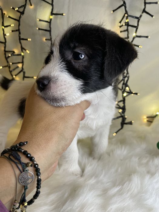 Szczeniak Jack Russell Terrier (FCI)