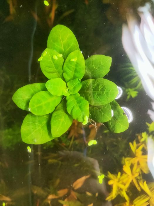 Roślina akwariowa Samolus valerandi z korzeniami