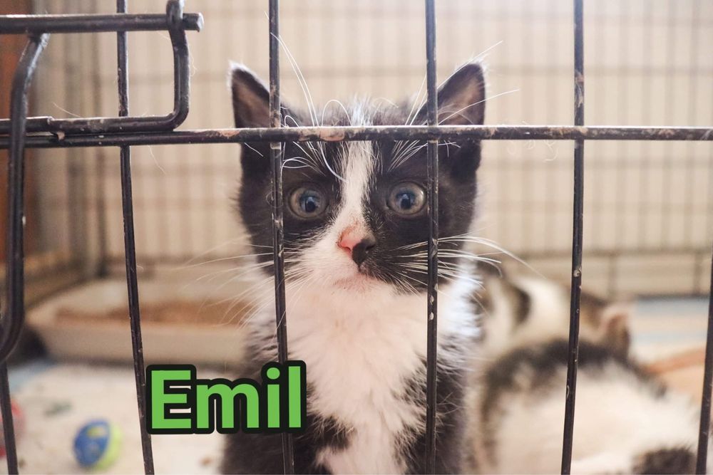 Male kotki polecaja sie do adopcji