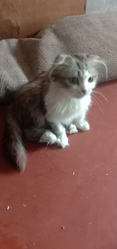 Спасите вислоушку. Кошка. Кошечка даром. Котенок бесплатно. Котята.