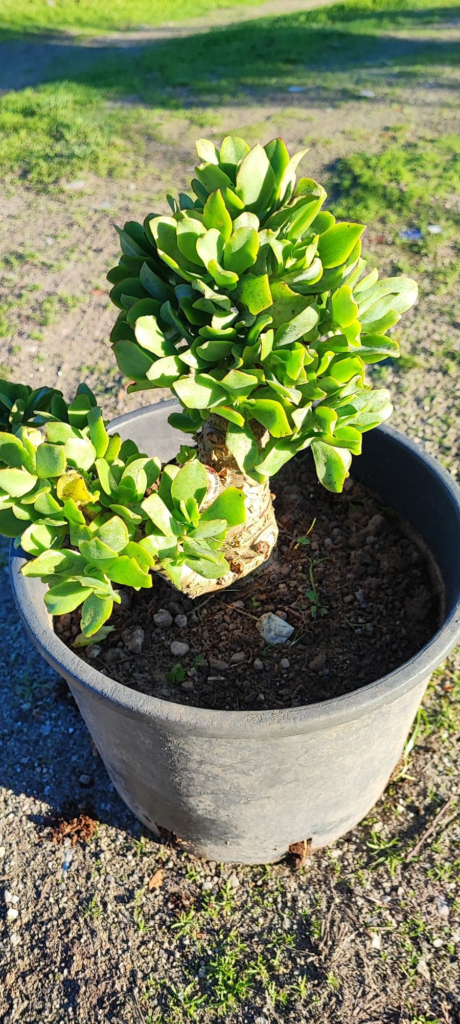 Planta suculenta
