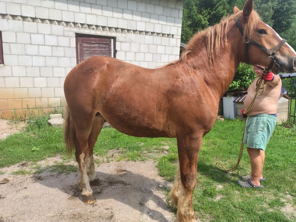 Ogierki zimnokrwiste, 14 miesięcy