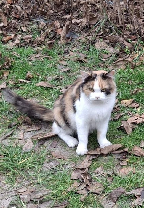 Мила кішка шукає дім