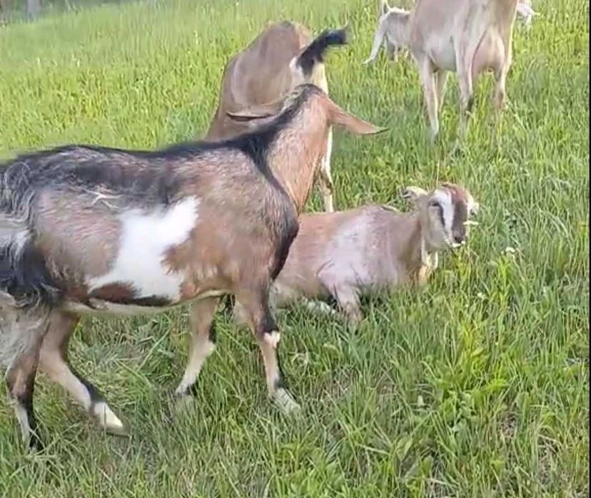 Коза, добра газонокосилка для подвір'я, товариська, трансгендерна.