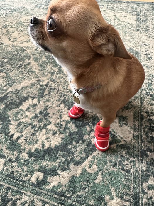 Buty dla Chihuahua