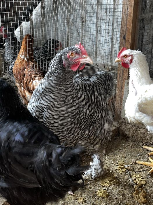 Galos e galinas malines jovens