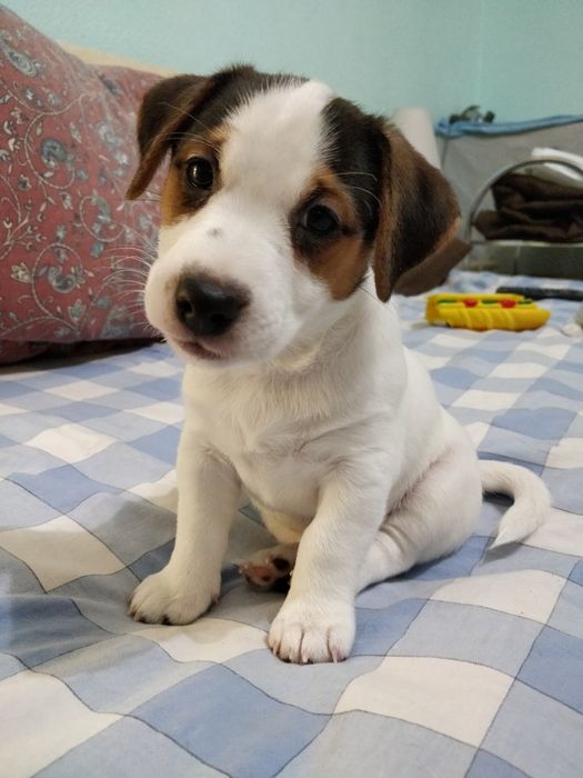 Щенки Джек Рассел терьер