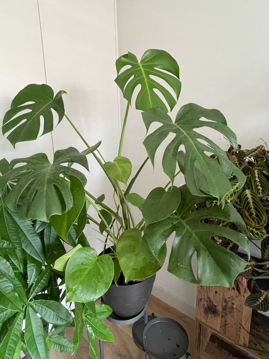 Coleção de Plantas de Interior – Todas por 200€ (Braga)