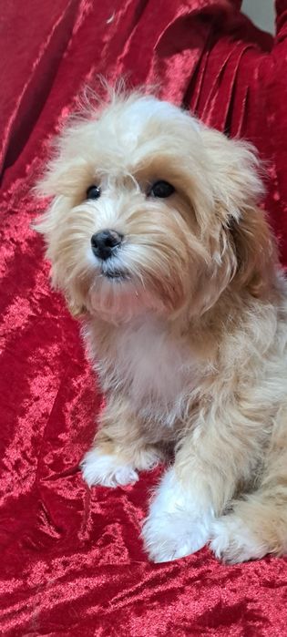 Мальтипу Ф1 мальчишки