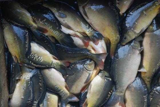 Karp handlowy 1.5 do 3 kg