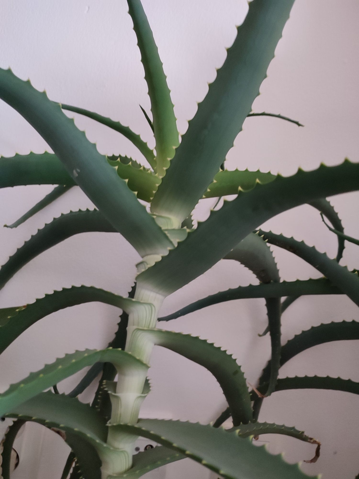 Aloes 85cm wysokości