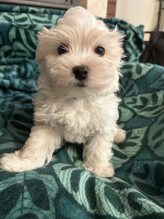 Maltańczyk  Wojan !!! Gotowy do odbioru