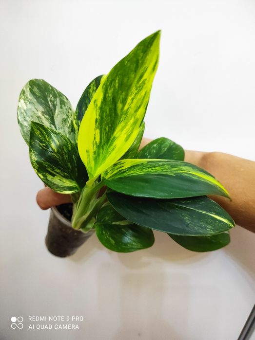 Монстера Стандлиана елоу