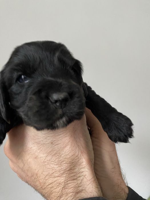 Бронь цуценят спаніеля