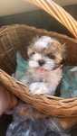 Shih tzu dziewczynka