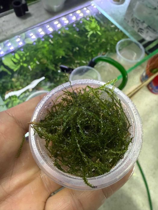 Mech roślina do akwarium Aqualife Sklep Zoologiczny