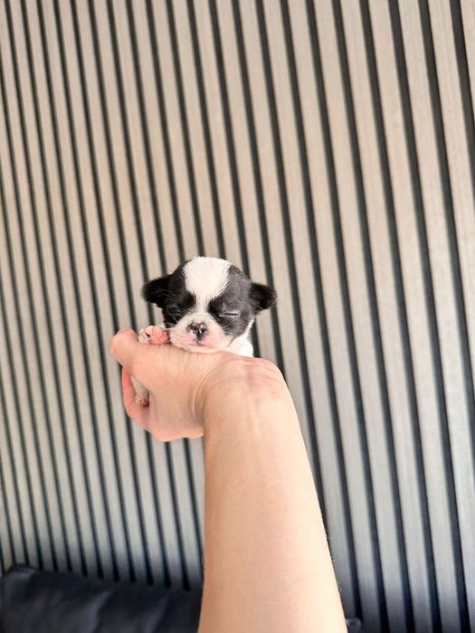 Chihuahua  Super Mini. Menina.Cabeça de maçã.