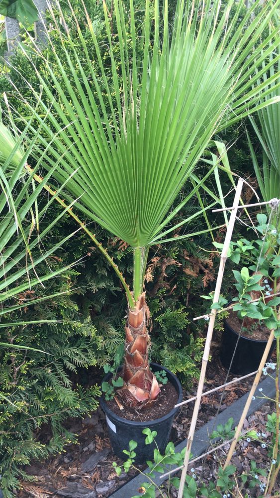 Palma Washingtonia Robusta