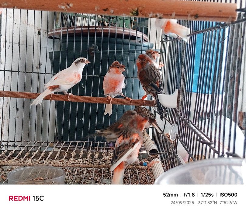 Canários Arlequin português Postura |  Anilhados