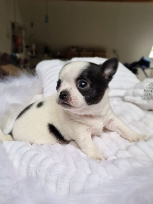 Biało czarny piesek Chihuahua. Krótkowłosy. Typu klasycznego.