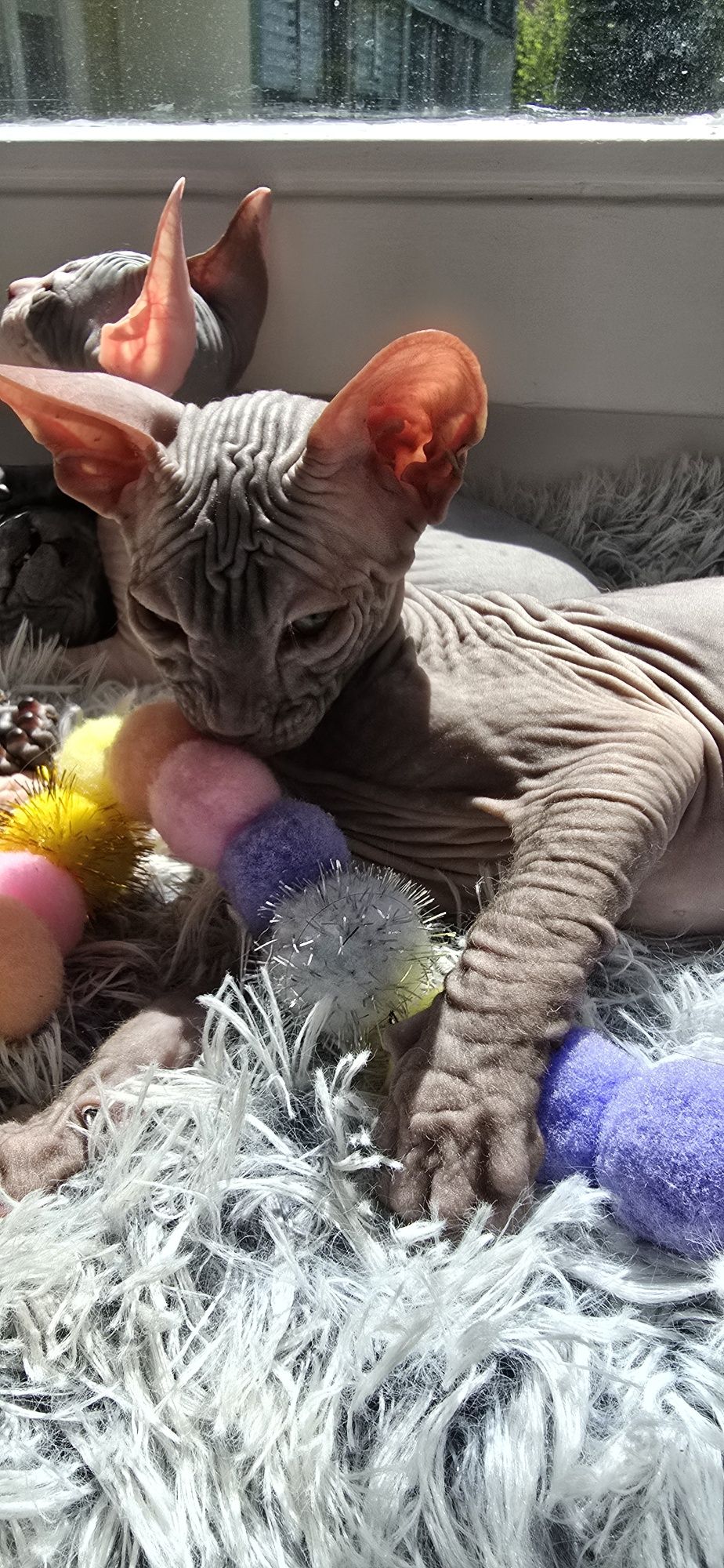 WCF DON Sphynx kotek