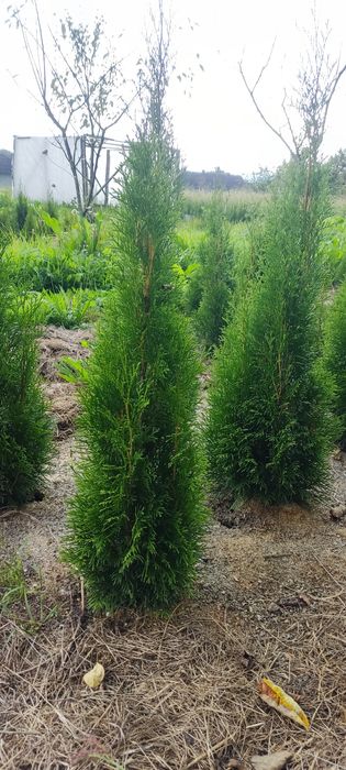 Продам туя смарагд