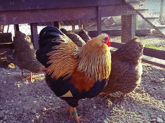 Інкубаційне яйце та курчата.Віандот: срібло, біле золото, помаранчевий