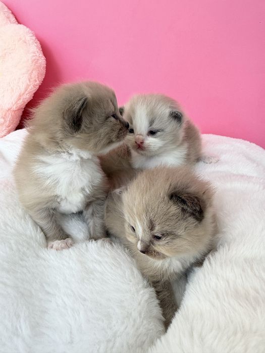 Kocurek Chwrubim -Ragdoll