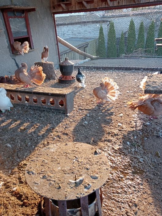 Pawik pawiki pary i pojedyncze sztuki