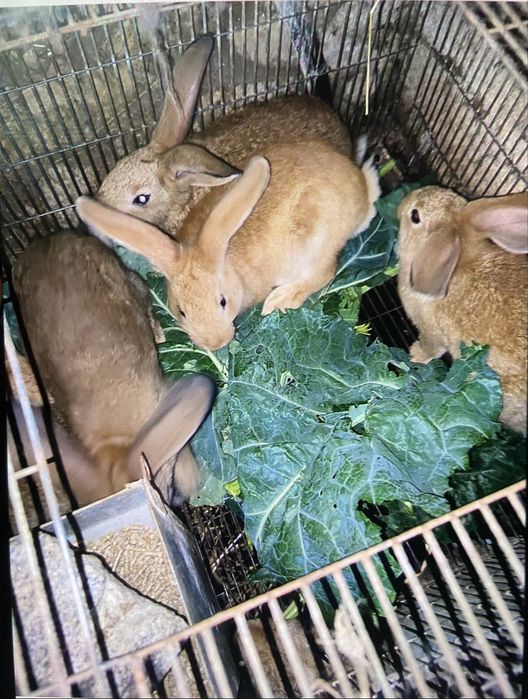 Vendo galos e coelhos