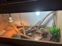 Agama Brodata wraz z Terrarium