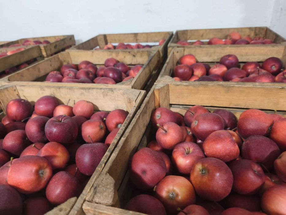 Jabłka z własnego sadu odmiana gala 10kg