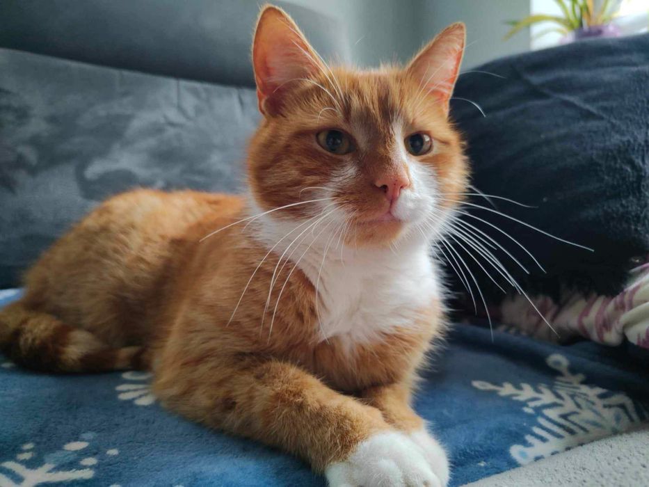 Zaginął nasz Skiper.