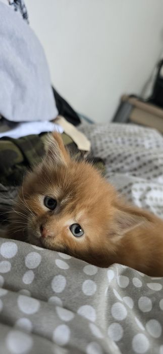 Maine coon kocurek rudy