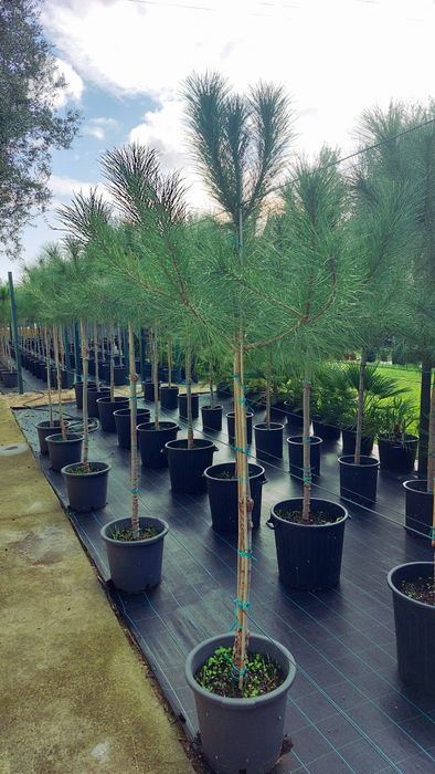 Lote 20 pinheiros mansos 1.80/2.00 Entrega incluída