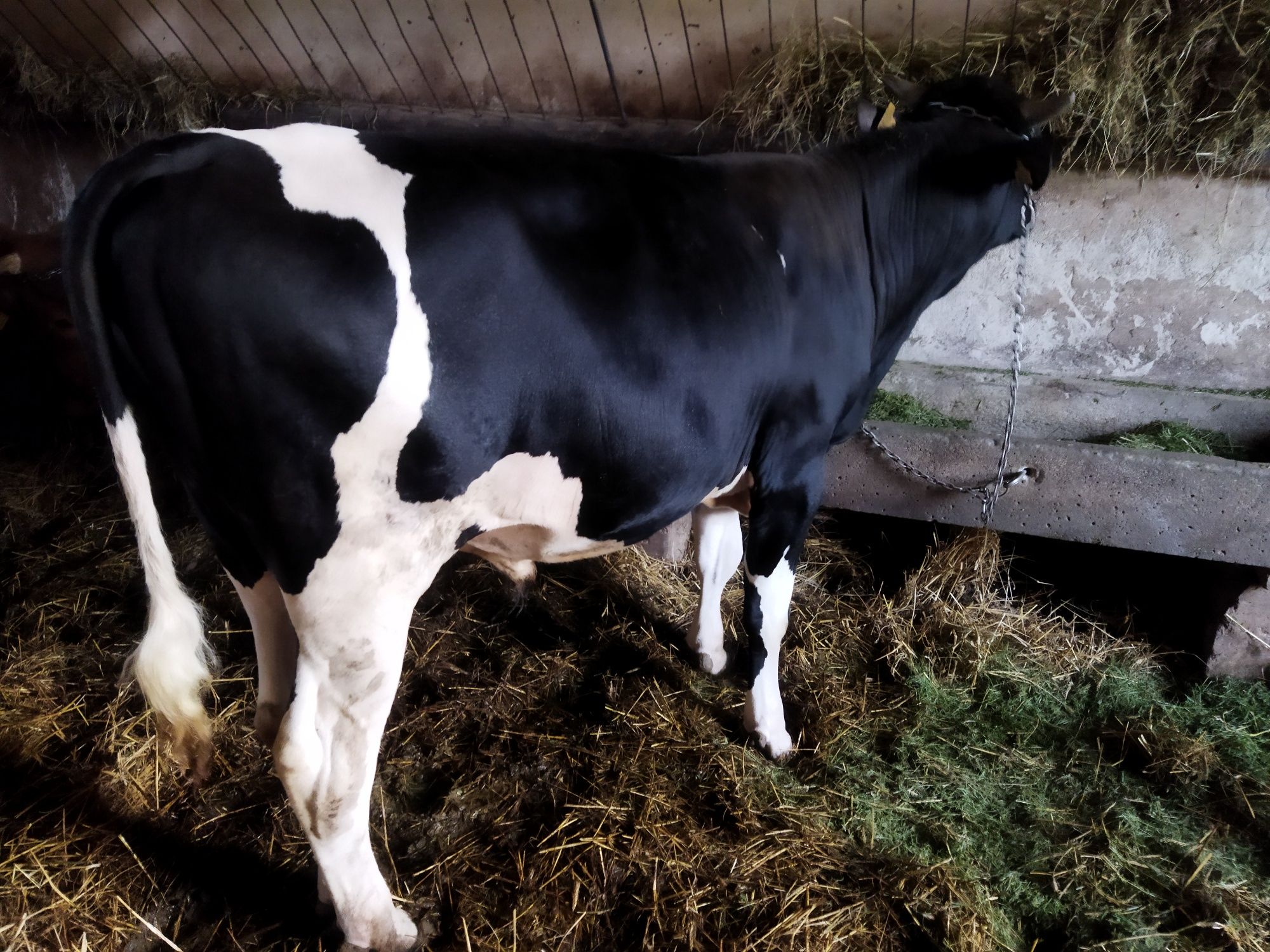 Sprzedam młodego  byczka do dalszego chowu