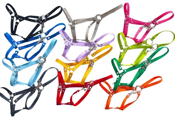 Kantar + wodze dla hobby horse A4 - taśma 10mm