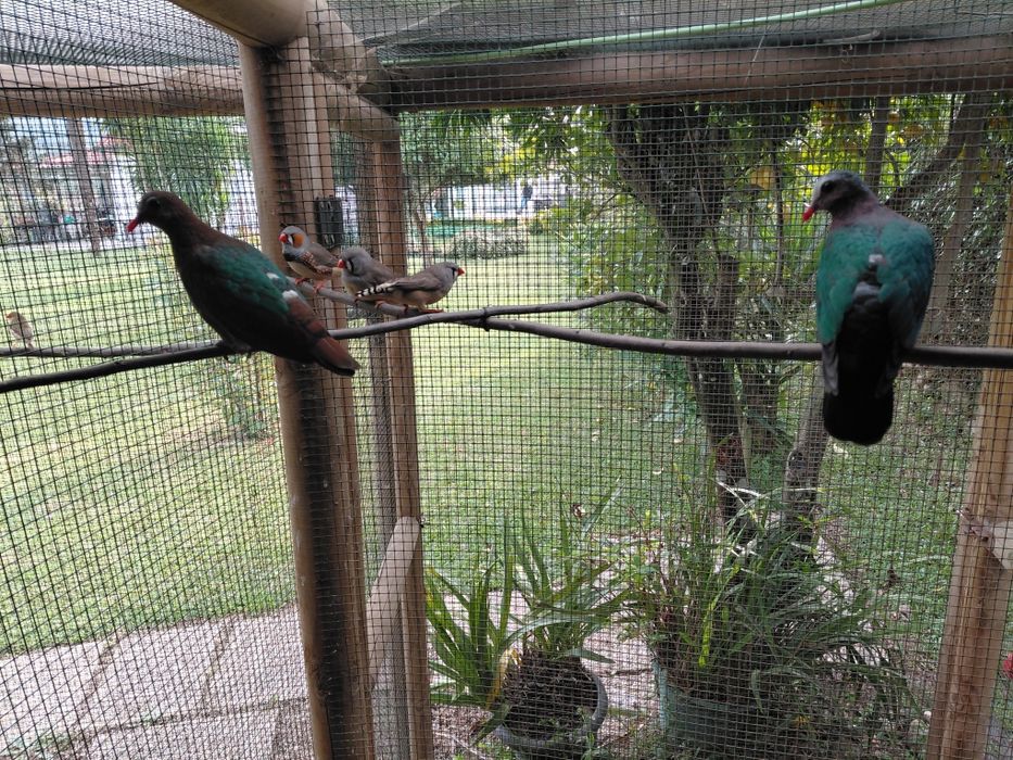 Mandarins gigante, puros